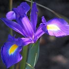 Iris