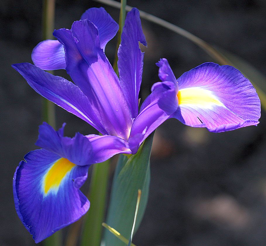 Iris