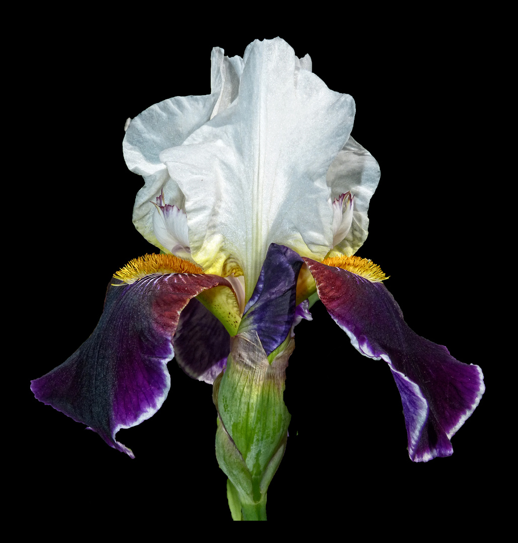 IRIS