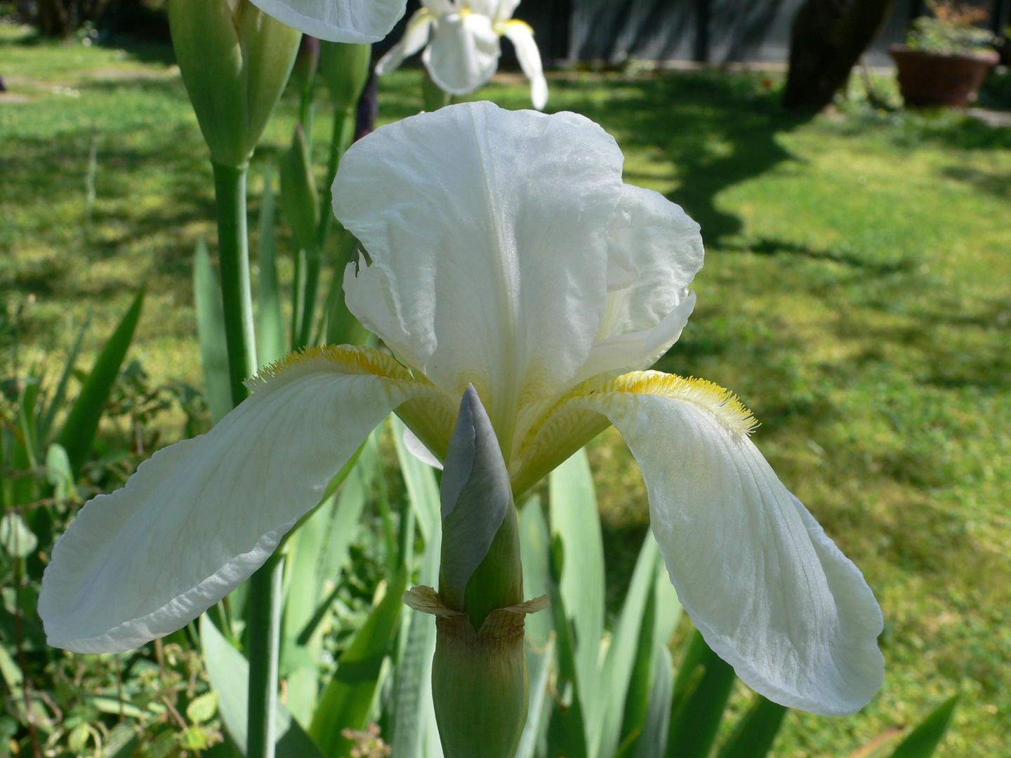 Iris