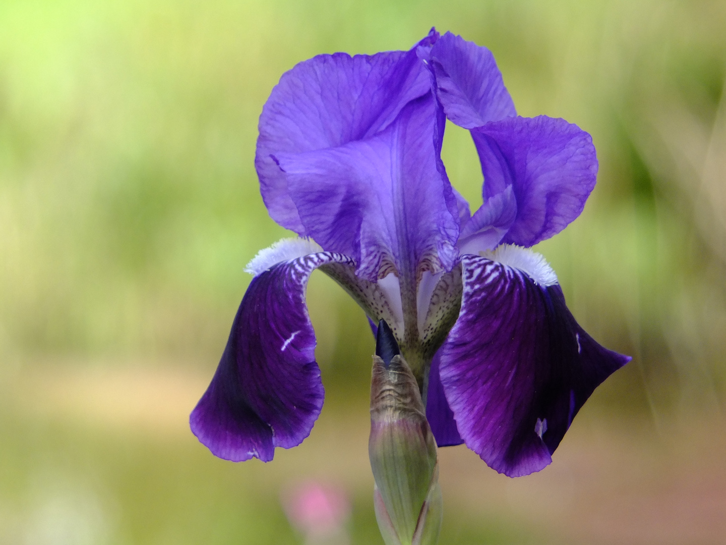 IRIS ? Foto & Bild pflanzen, pilze & flechten, blüten