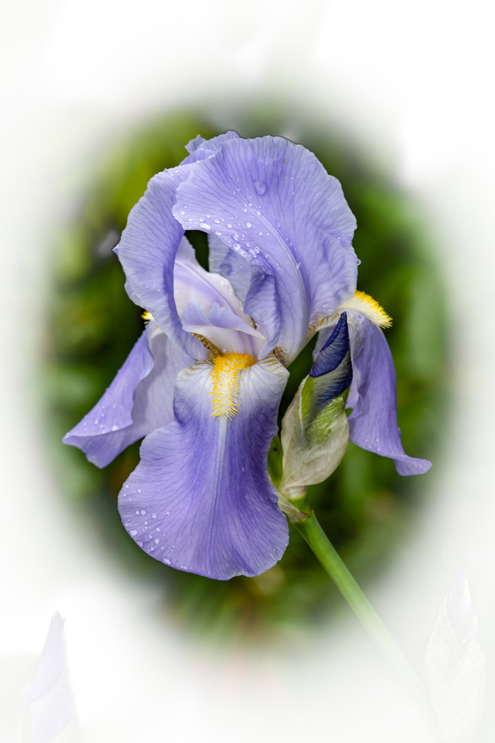 Iris