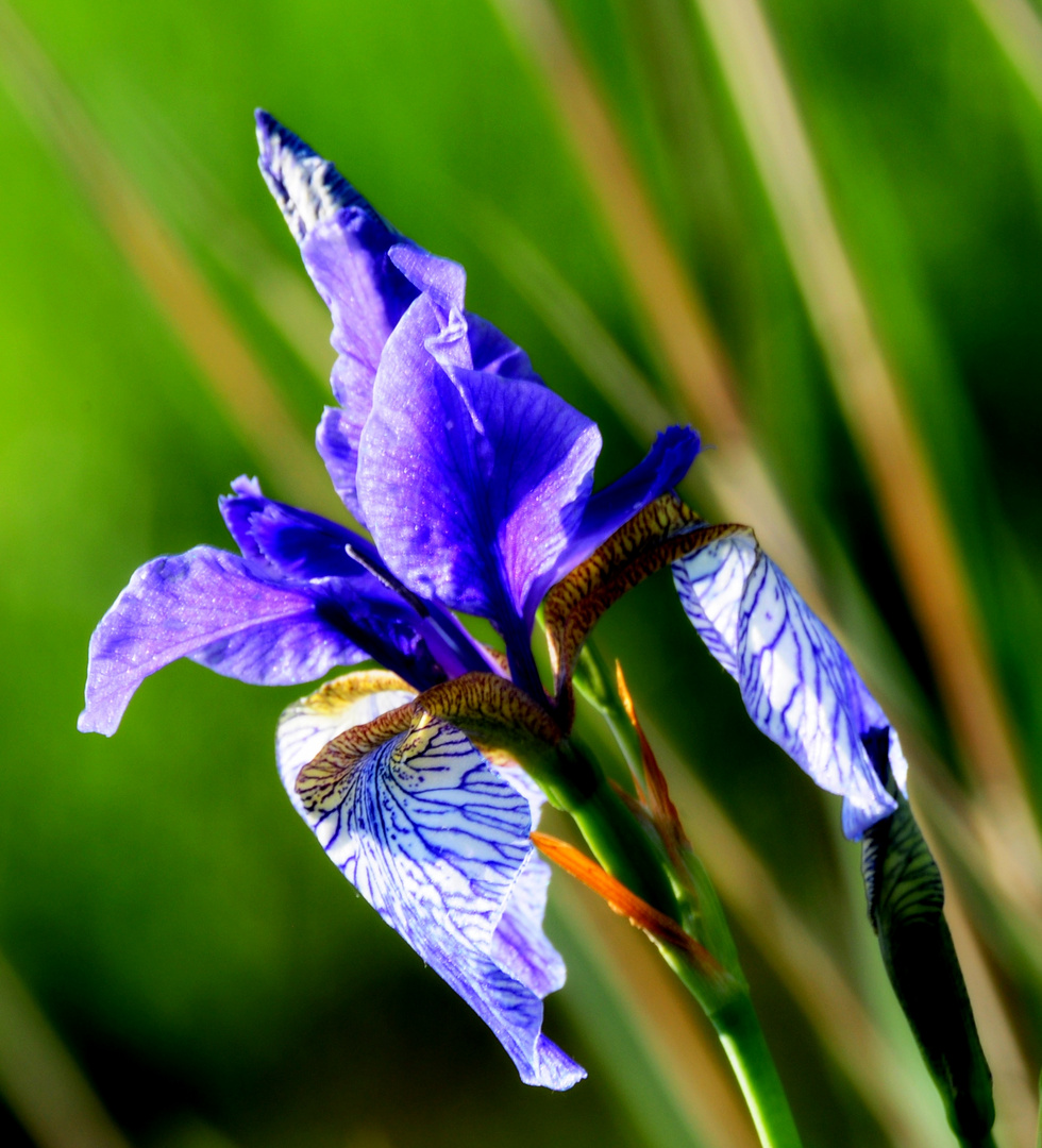 Iris