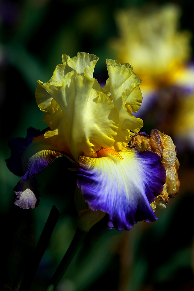 Iris