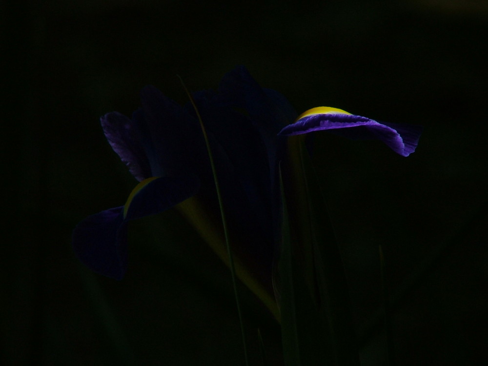 Iris