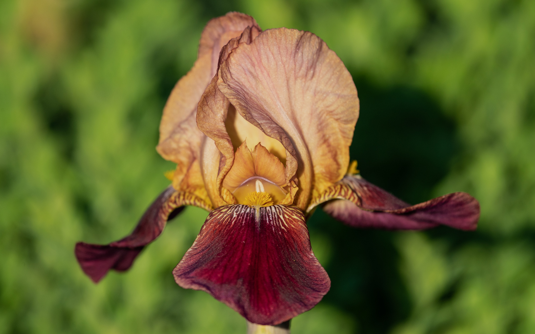 Iris Foto & Bild natur, blumen, pflanzen Bilder auf