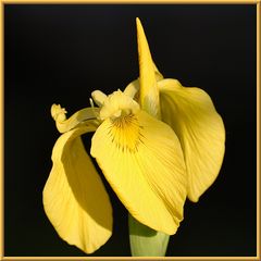 IRIS