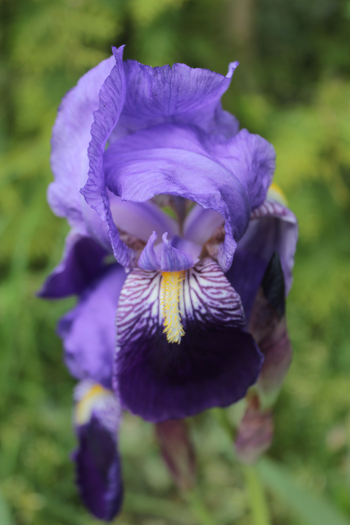 Iris 