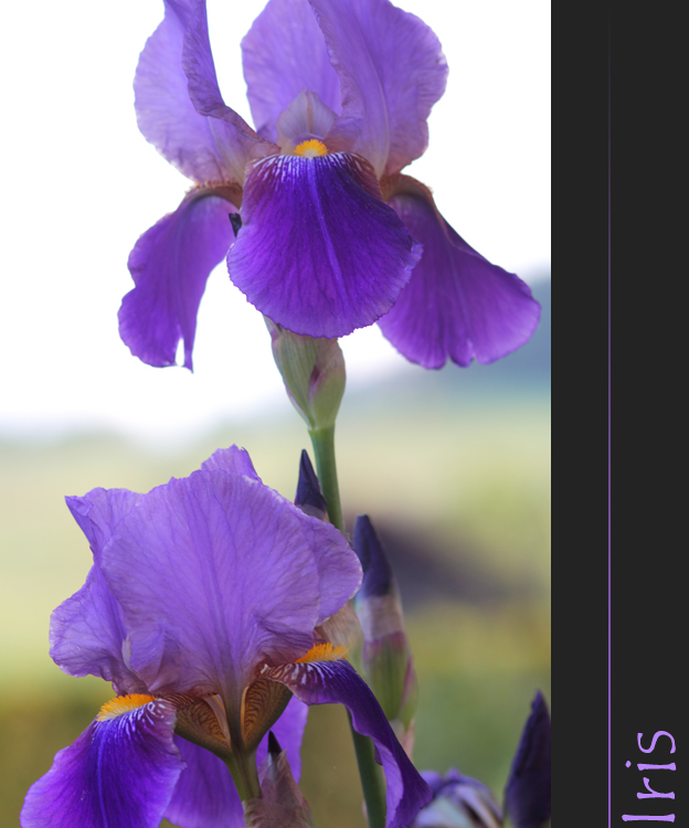 Iris