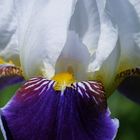 Iris (9)