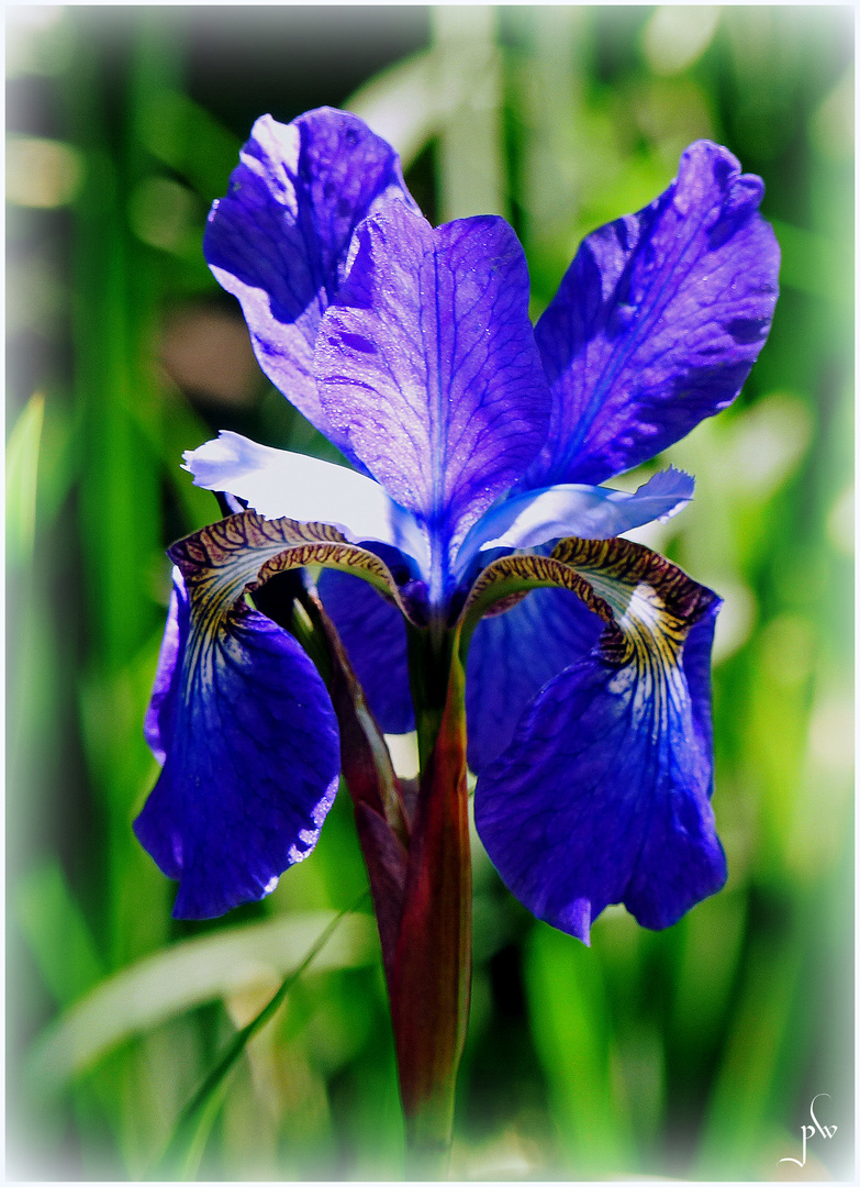 Iris Foto & Bild pflanzen, pilze & flechten, blüten & kleinpflanzen