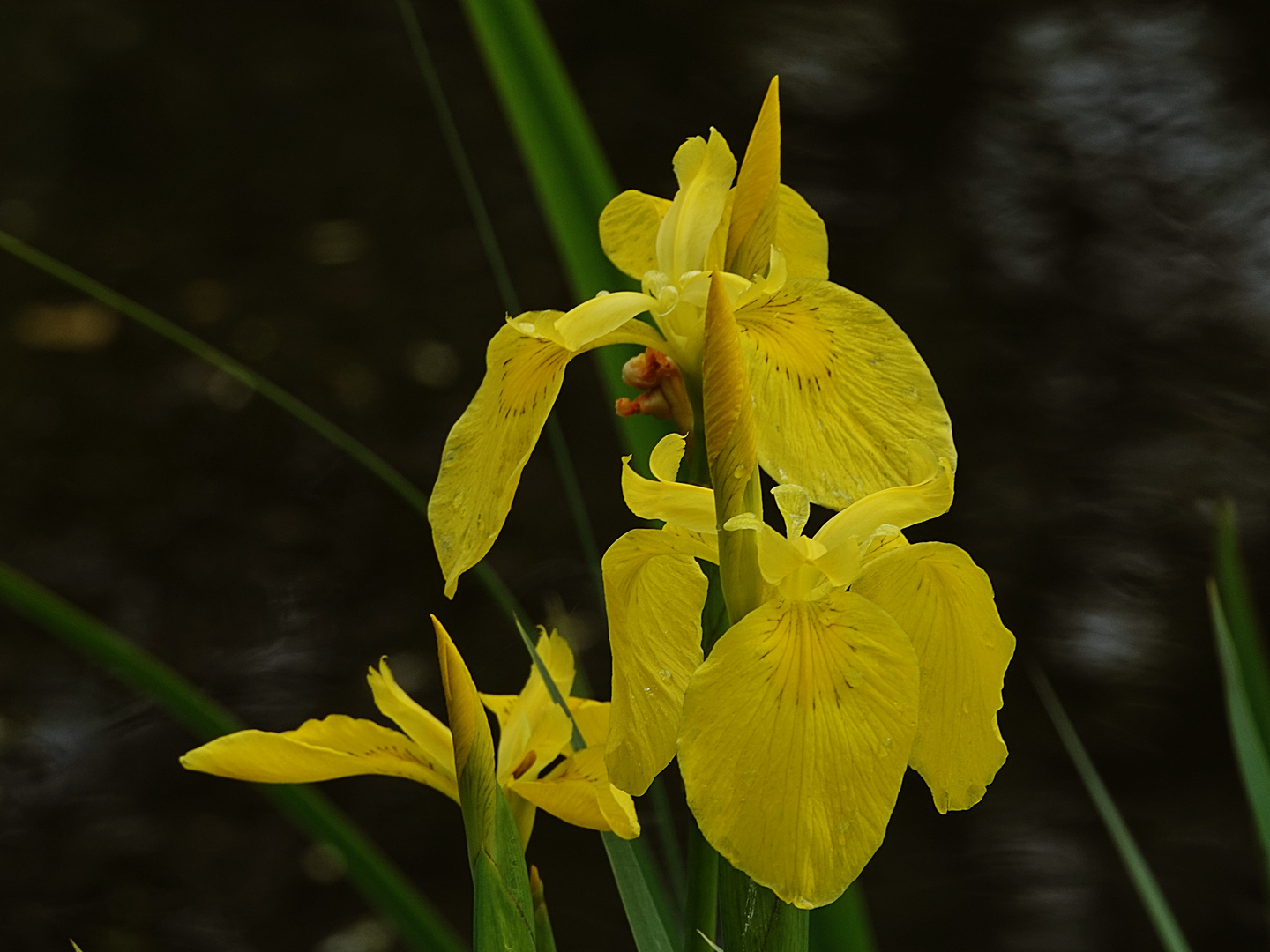 Iris