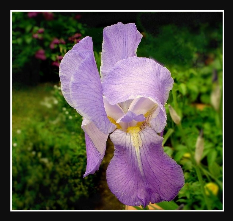 IRIS