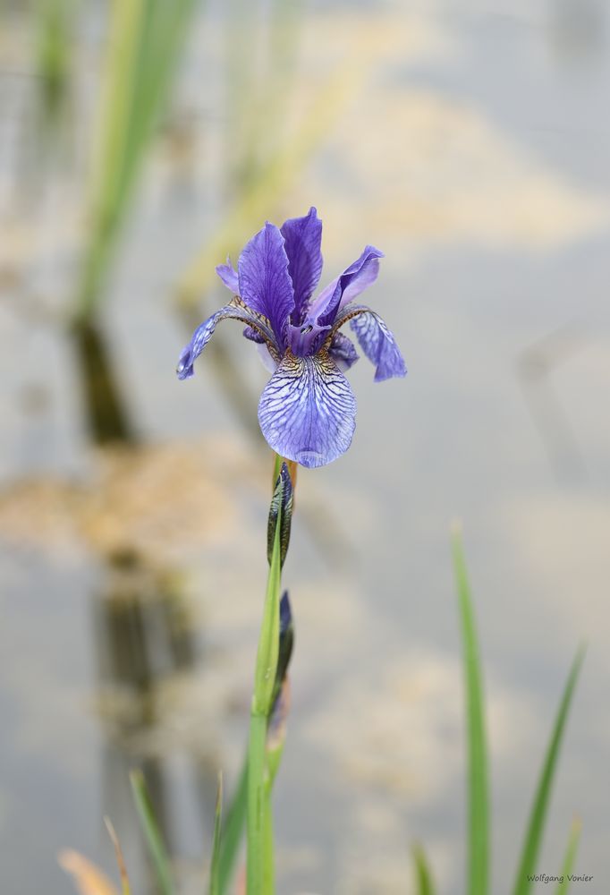 Iris