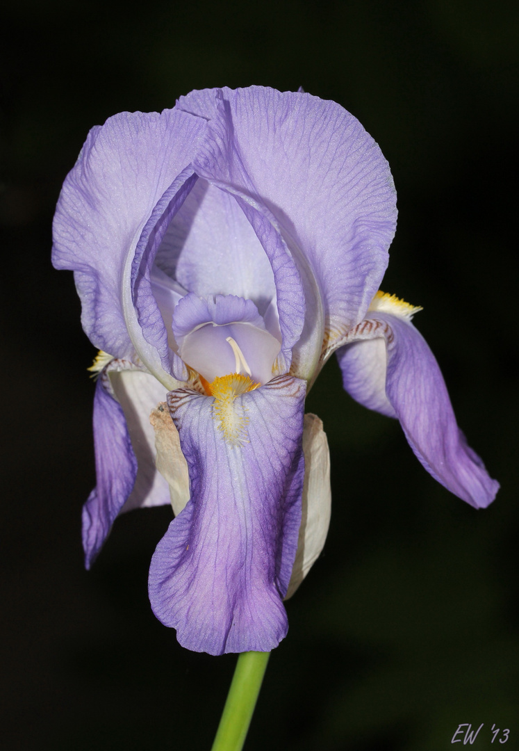 Iris...