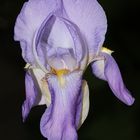 Iris...