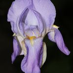 Iris...