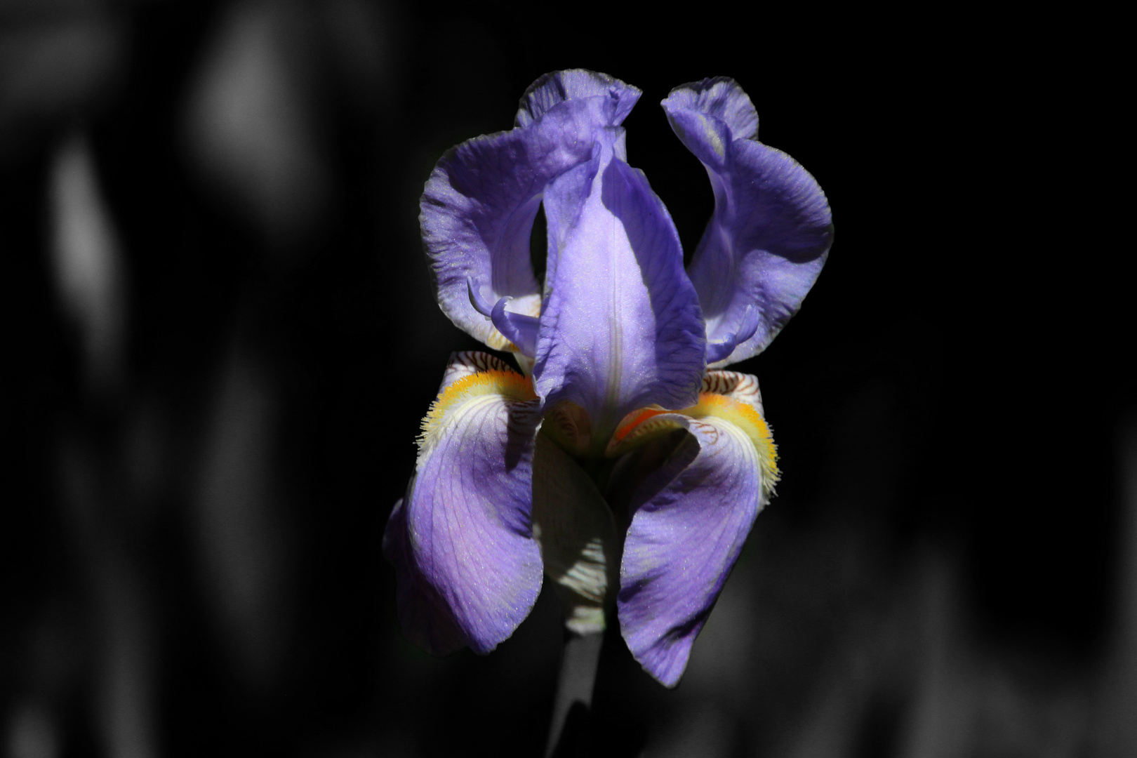 Iris