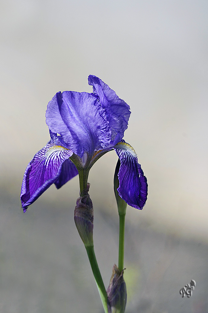 Iris