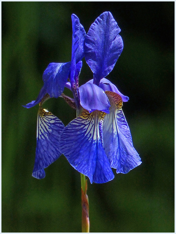 Iris