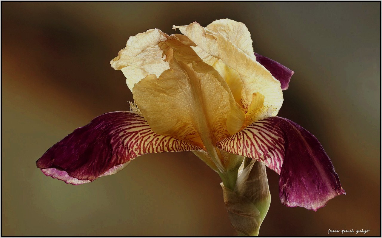 iris