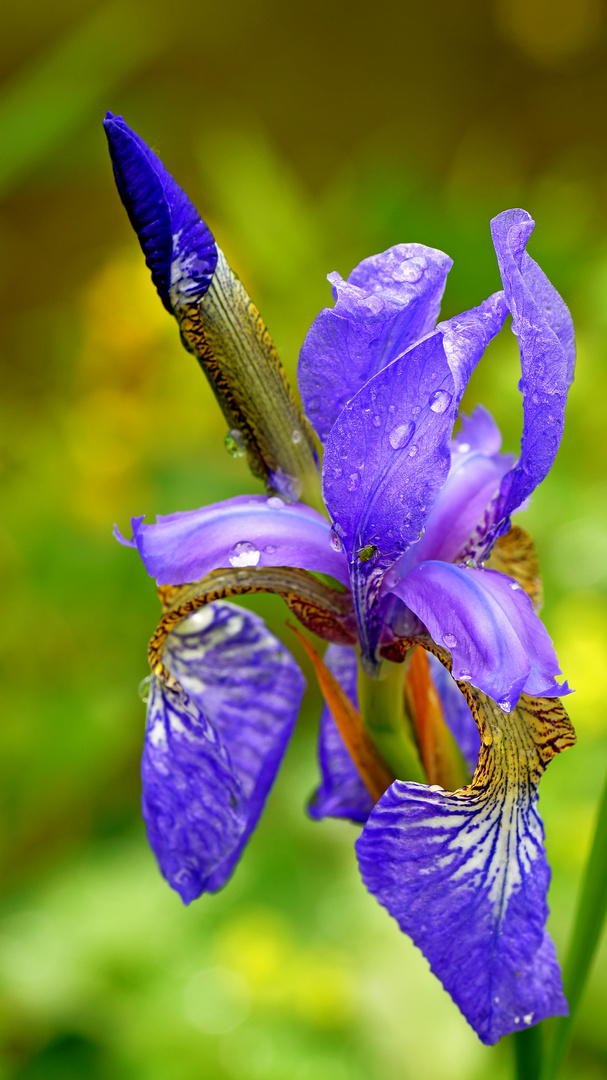 Iris