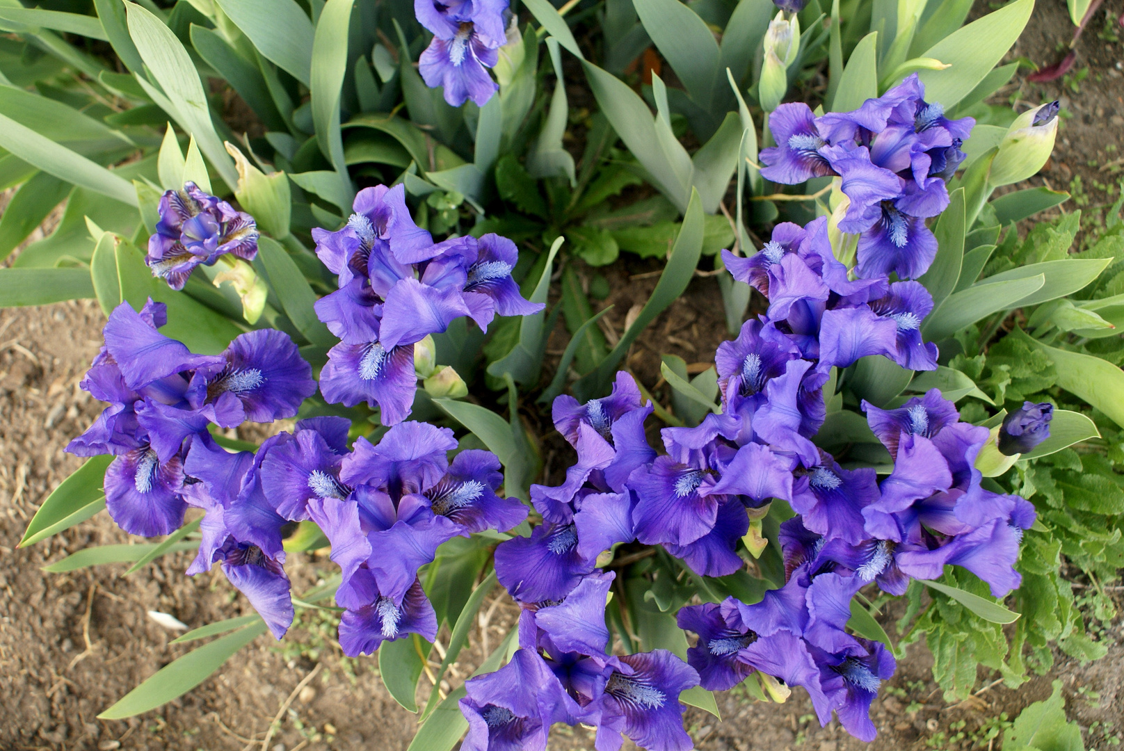 Iris