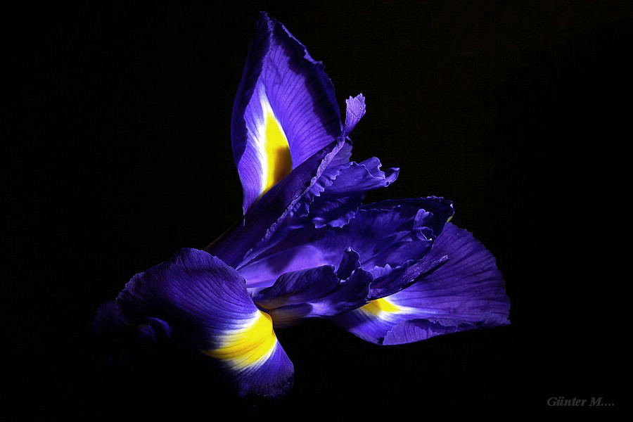 Iris