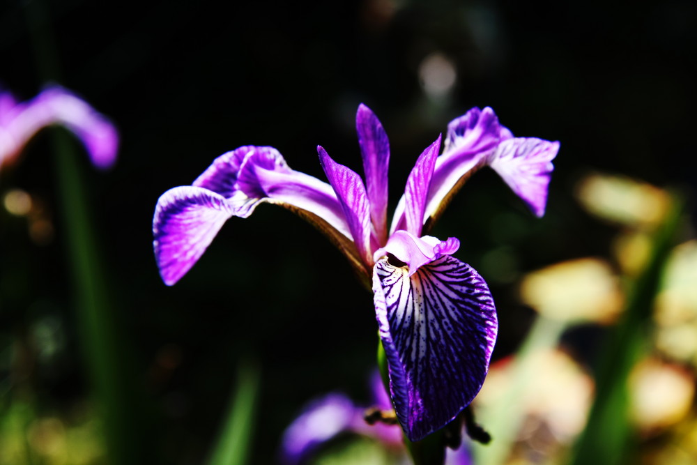 IRIS