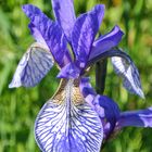 Iris