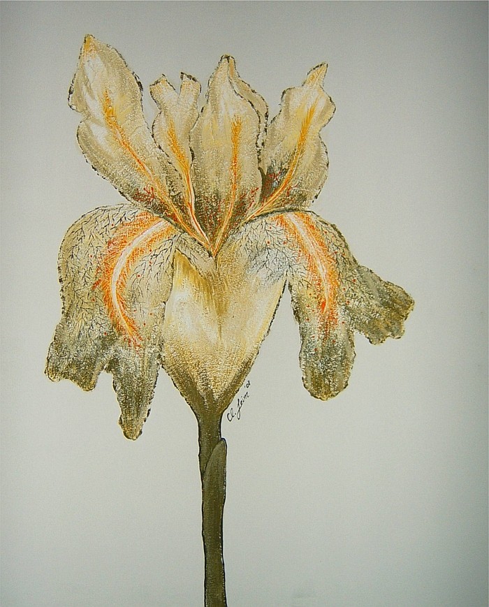 Iris