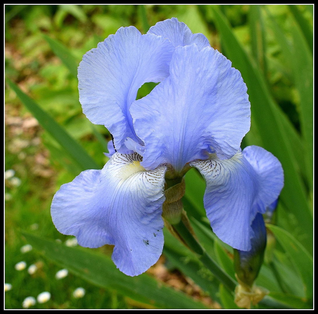 iris