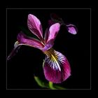 ---Iris---