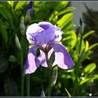 Iris