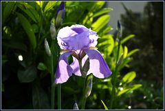 Iris