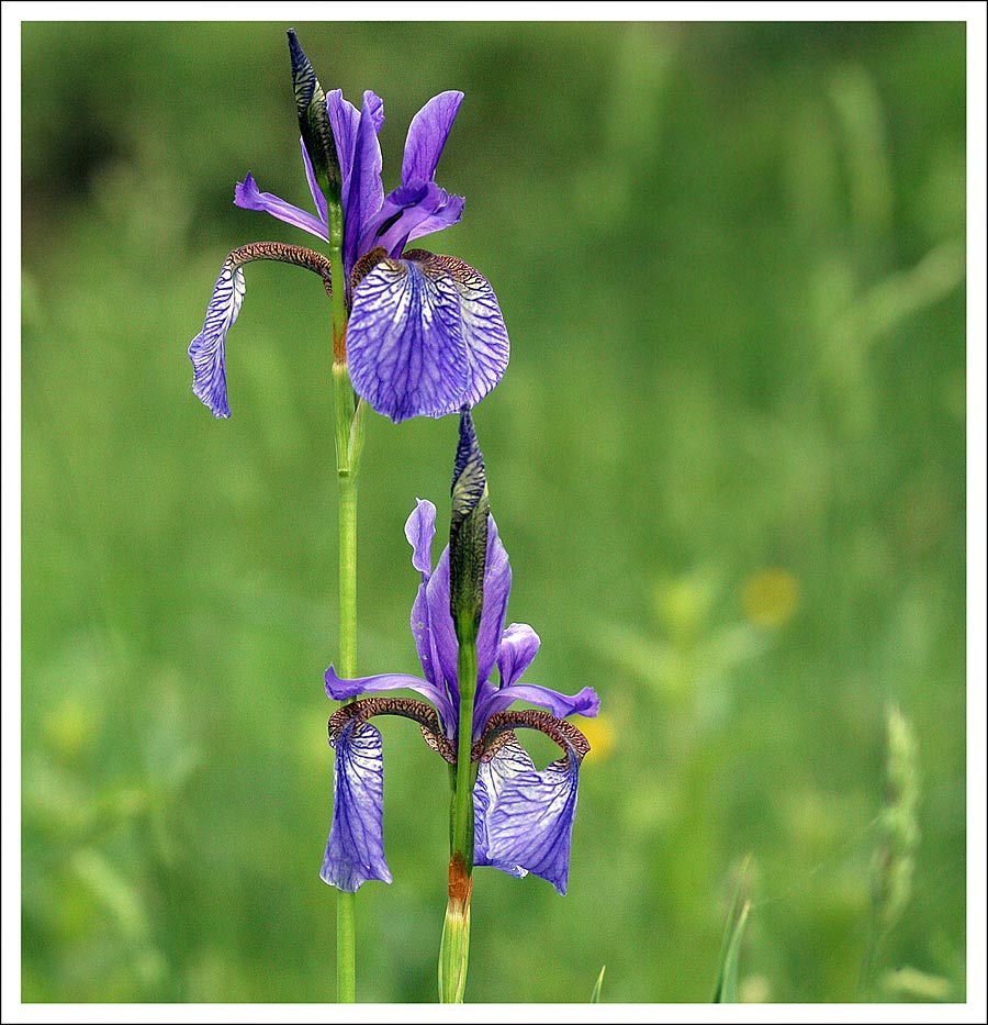 Iris Foto & Bild pflanzen, pilze & flechten, blüten & kleinpflanzen