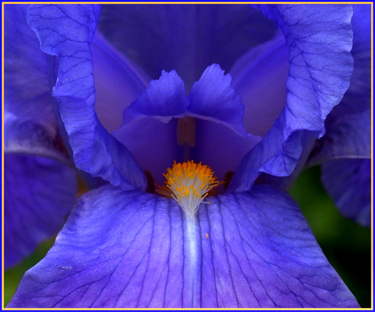 Iris à coeur ouvert....