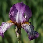 Iris