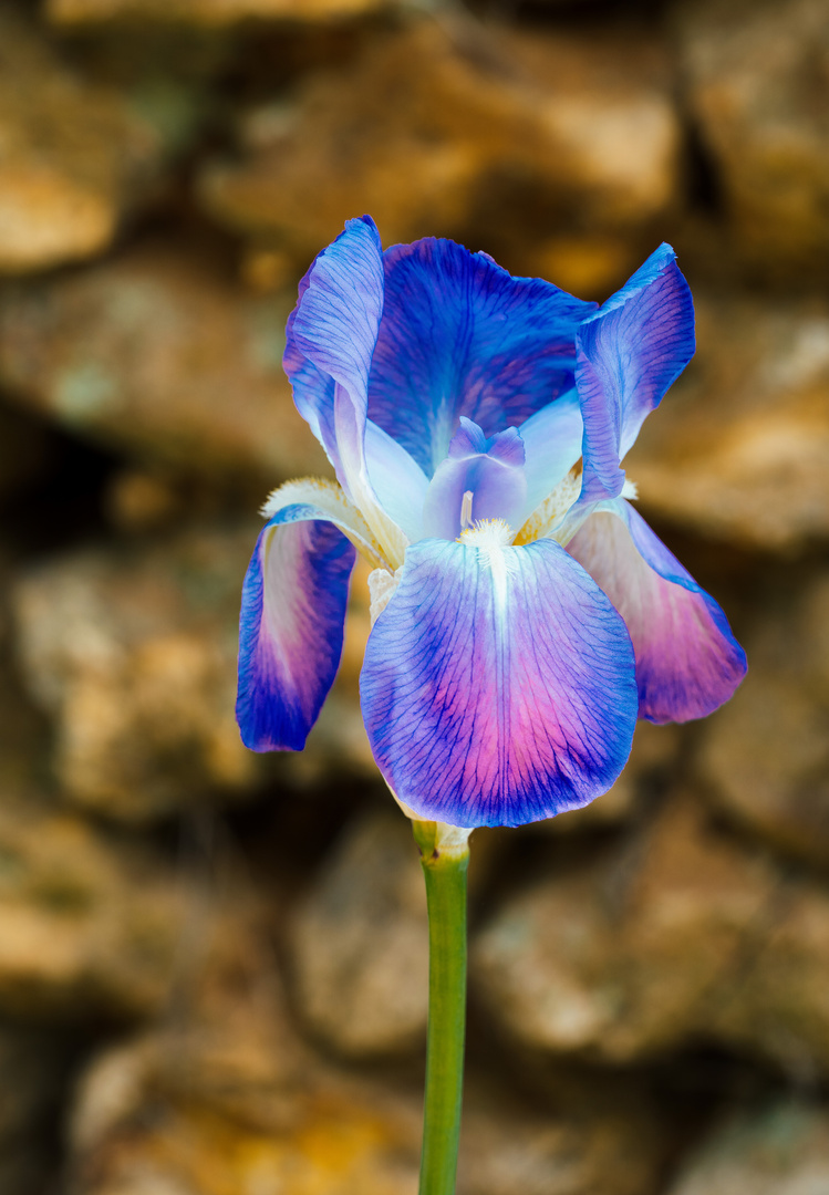 Iris 