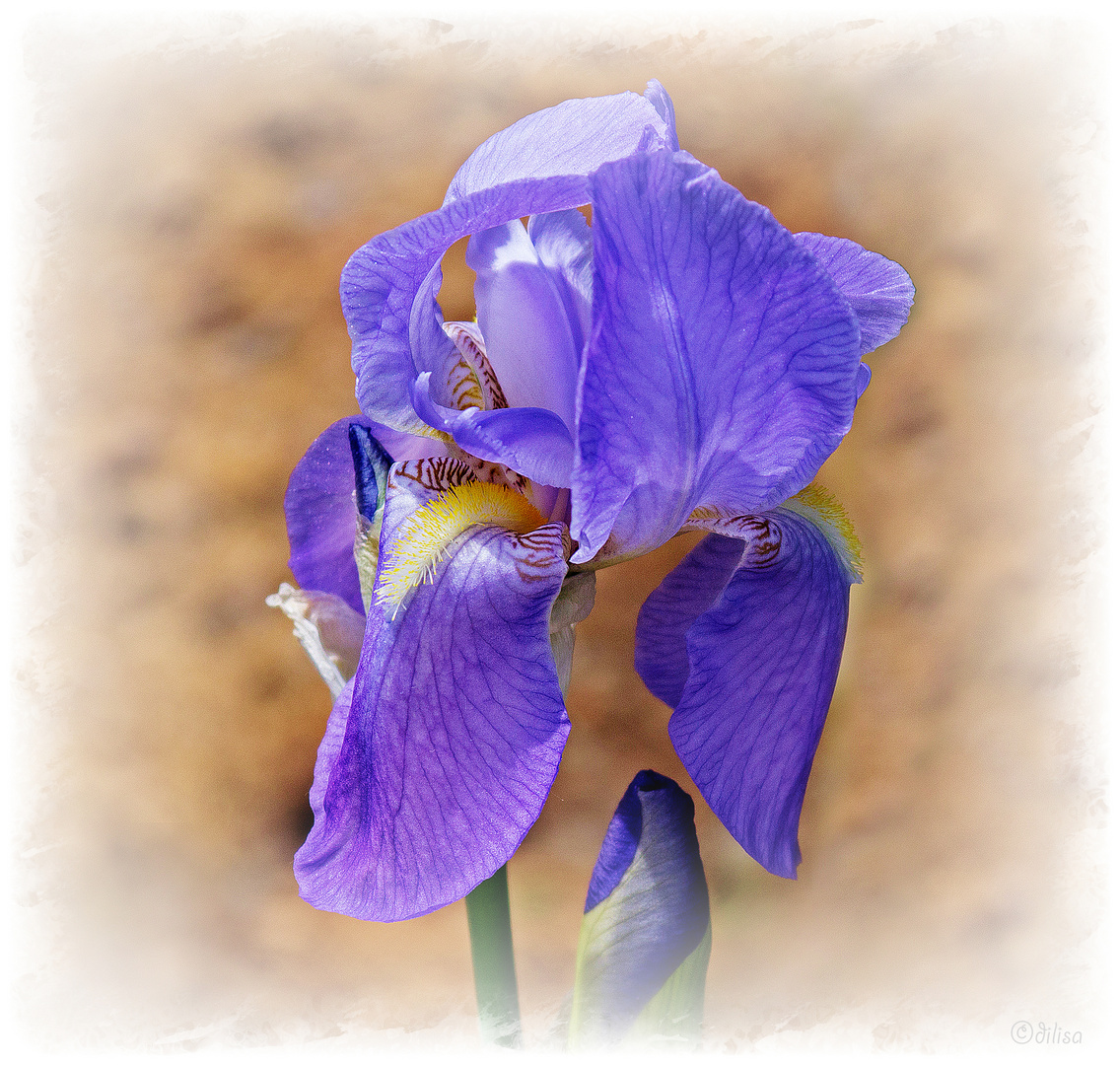 Iris