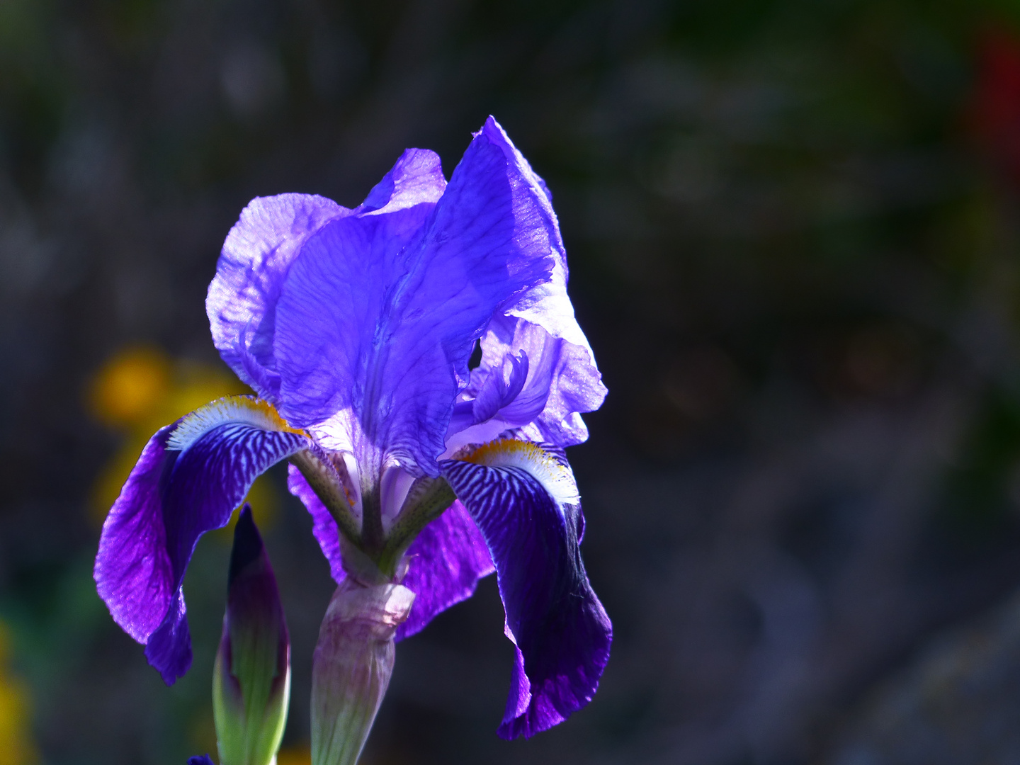  Iris Foto & Bild pflanzen, pilze & flechten, blüten