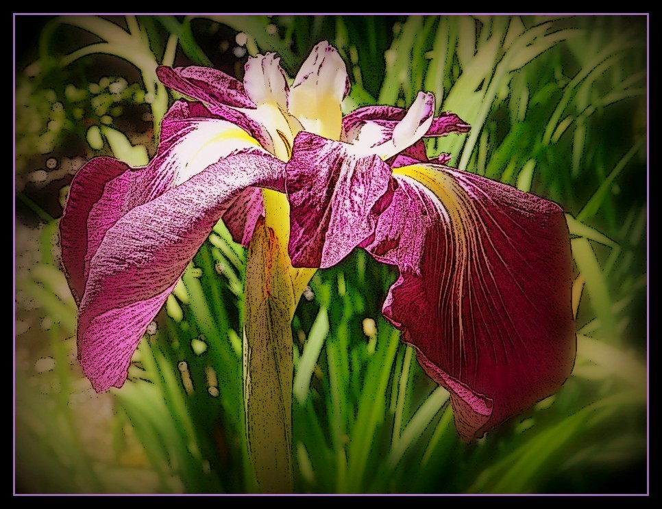 iris