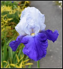 iris