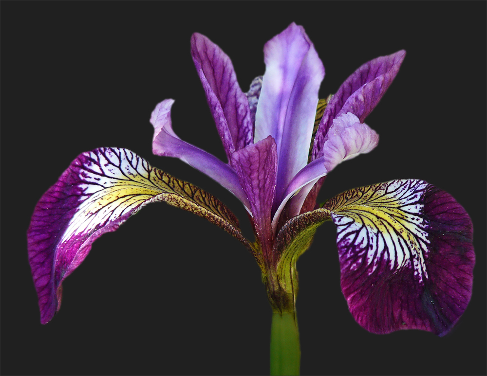 Iris