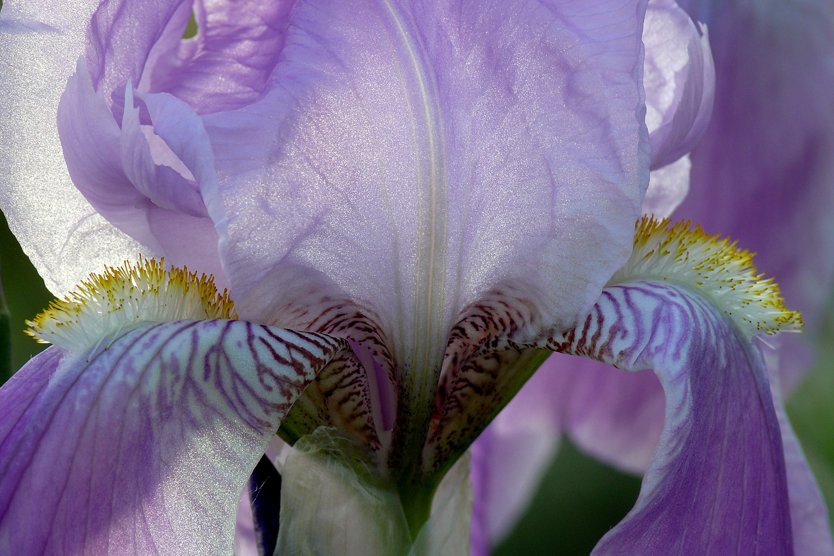 "Iris"