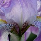 "Iris"