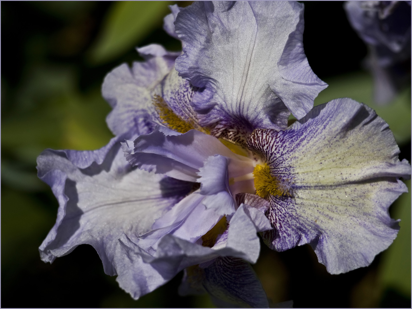 Iris Absolute