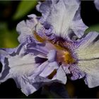 Iris Absolute