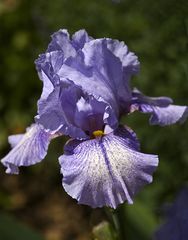 Iris „Absolute“