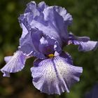 Iris „Absolute“